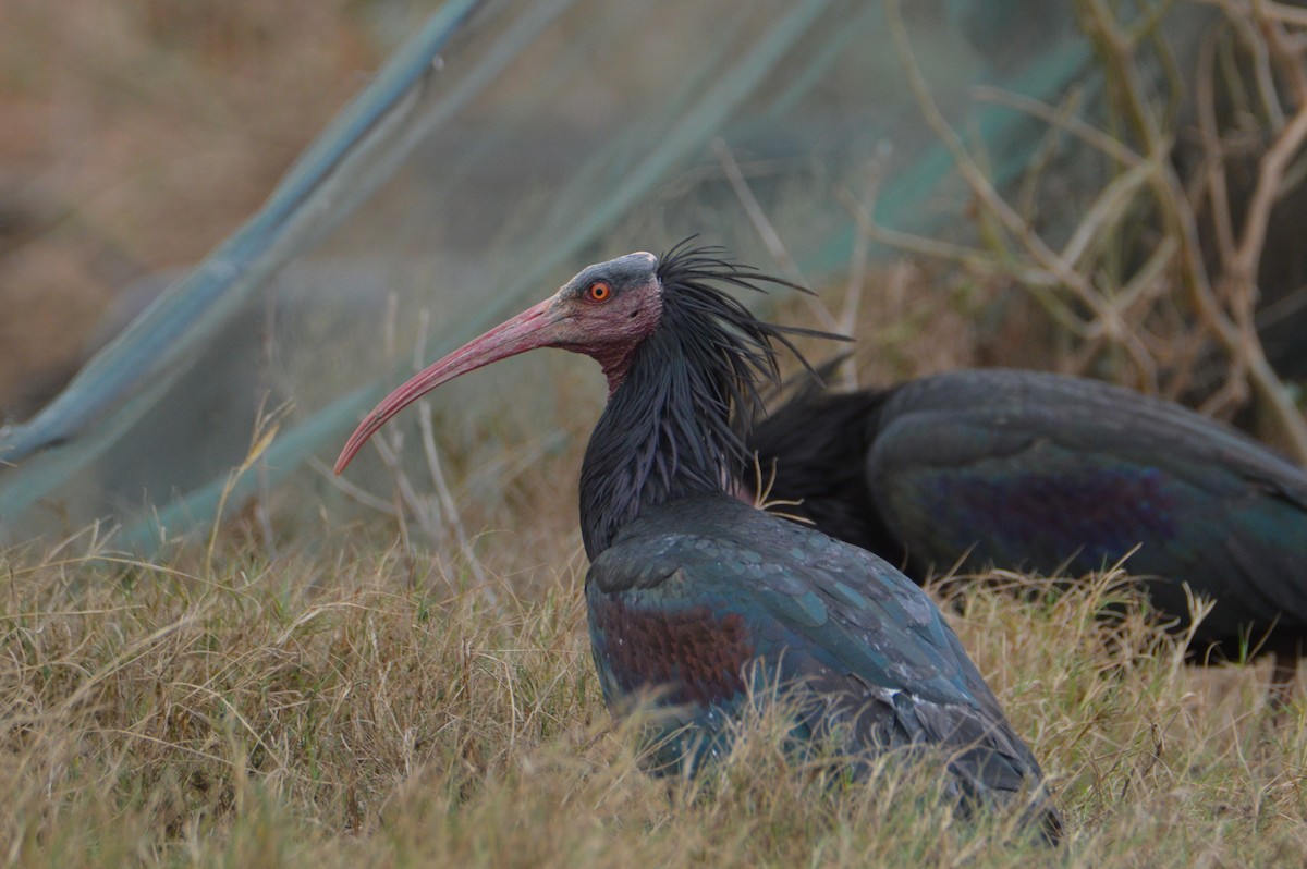 Northern Bald Ibis - ML614733888