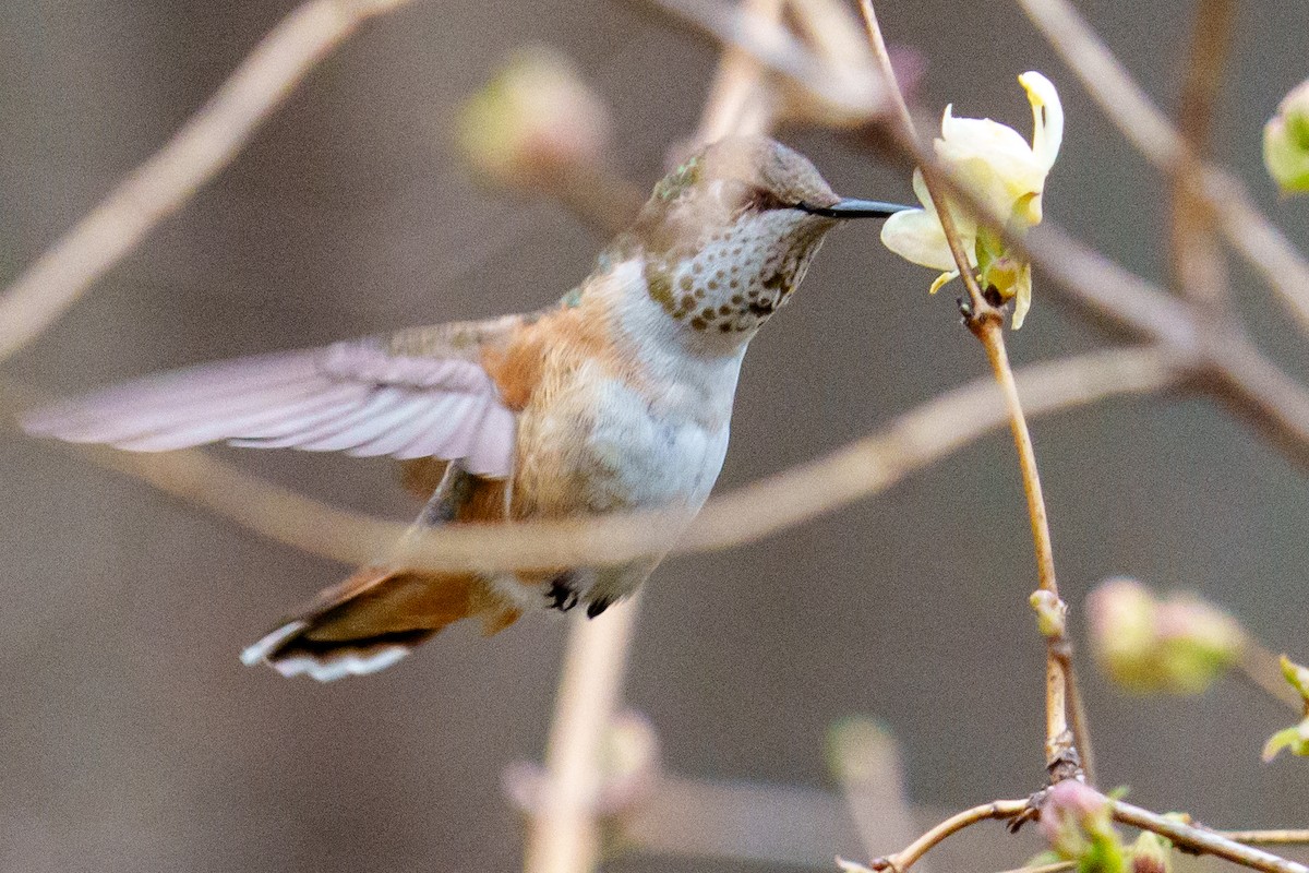 Rufous Hummingbird - Jeremy Nadel