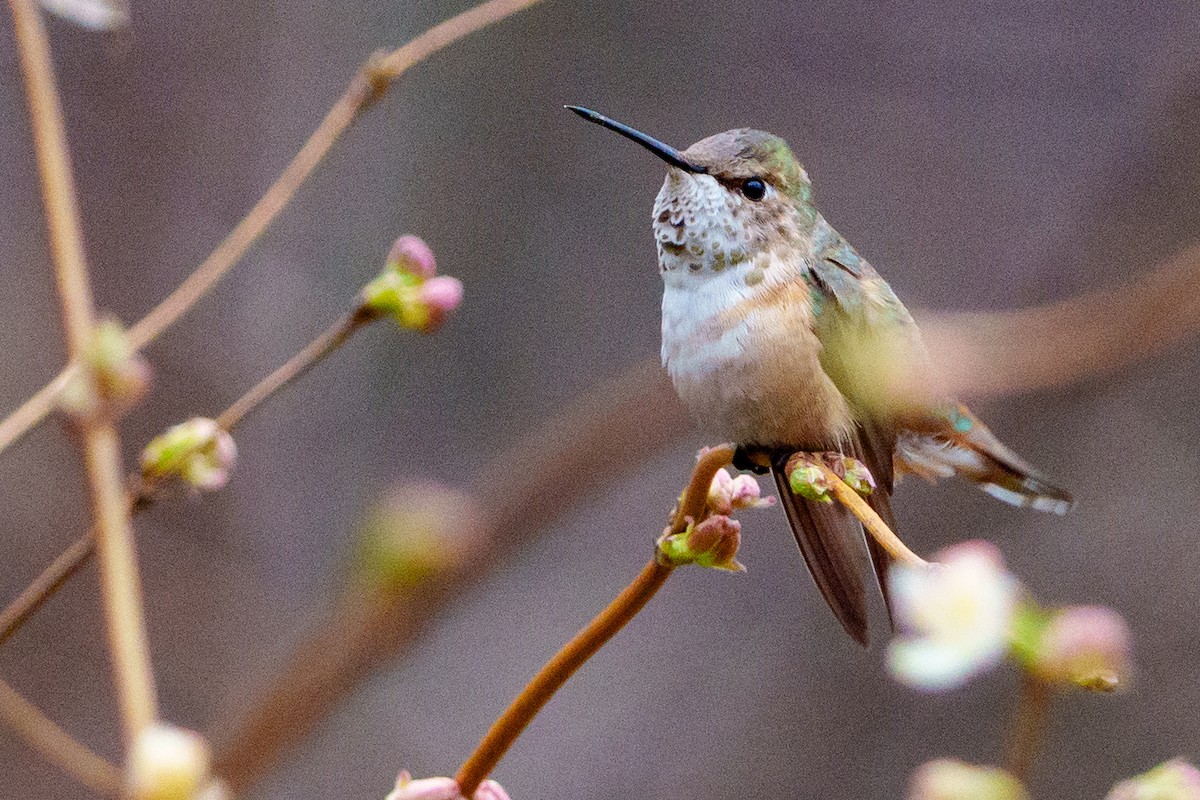 Rufous Hummingbird - Jeremy Nadel