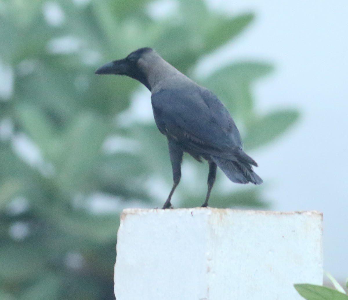 House Crow - ML614733935