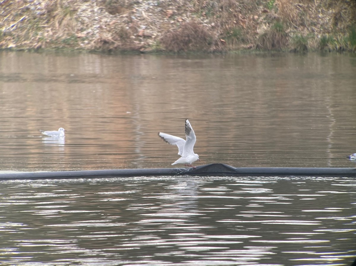 Black-headed Gull - ML614733964