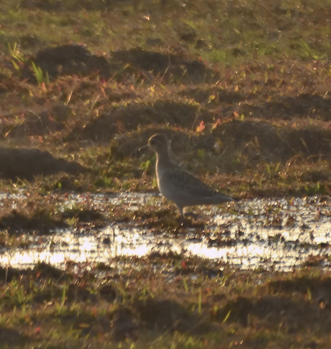 Pacific Golden-Plover - ML614733988