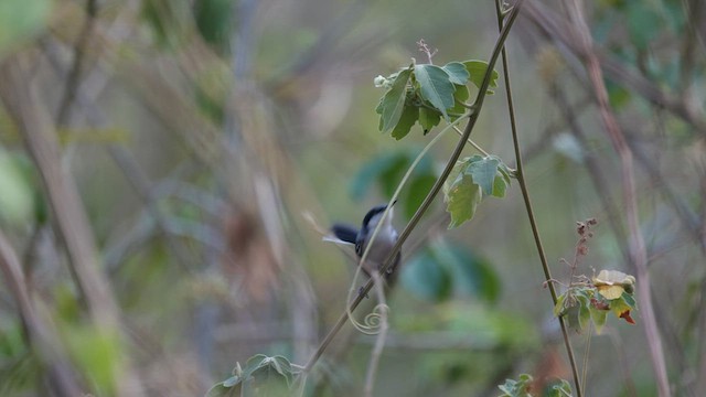 Tropical Gnatcatcher - ML614734155