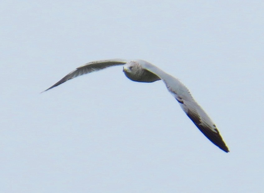 Ring-billed Gull - Eric Haskell