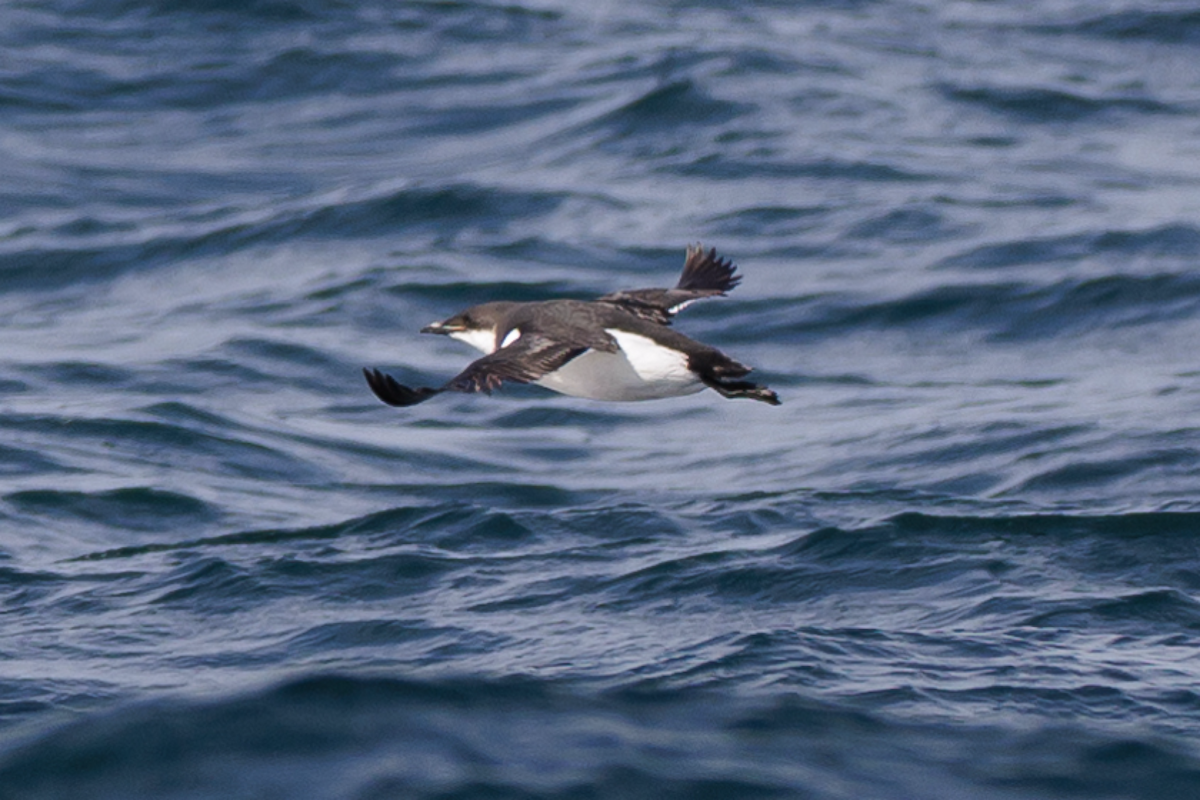 Guillemot de Brünnich - ML614734226