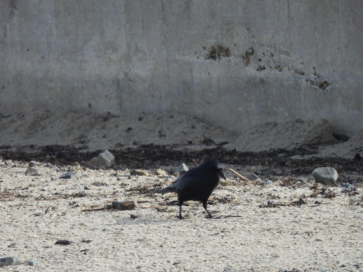 Fish Crow - ML614734243