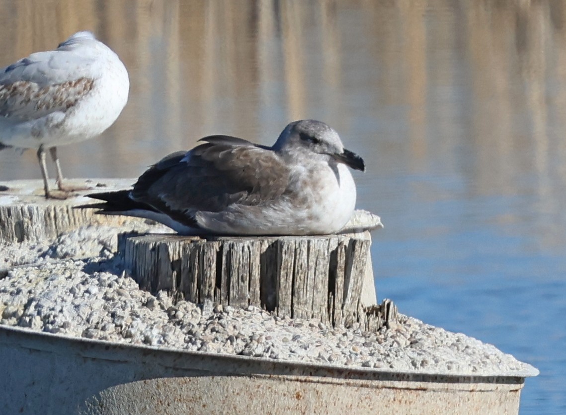 Yellow-footed Gull - ML614734264