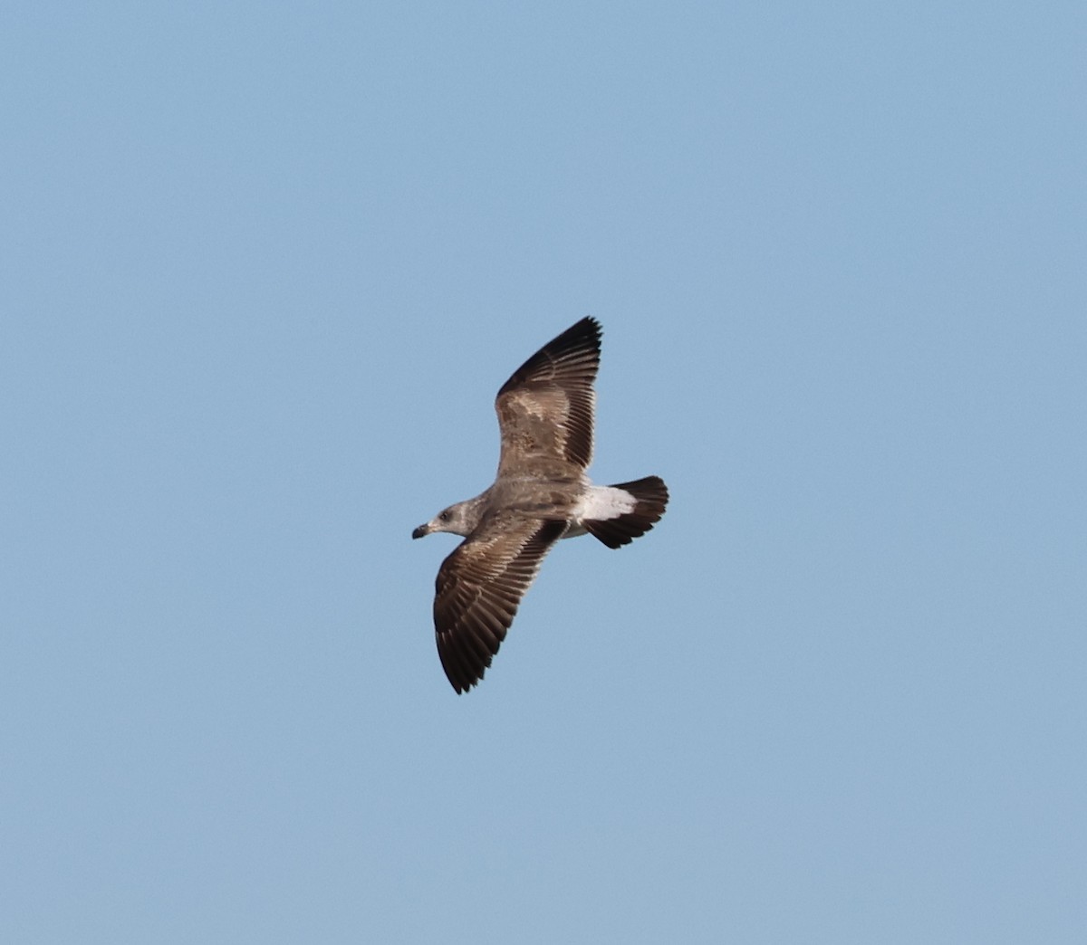 Yellow-footed Gull - ML614734265