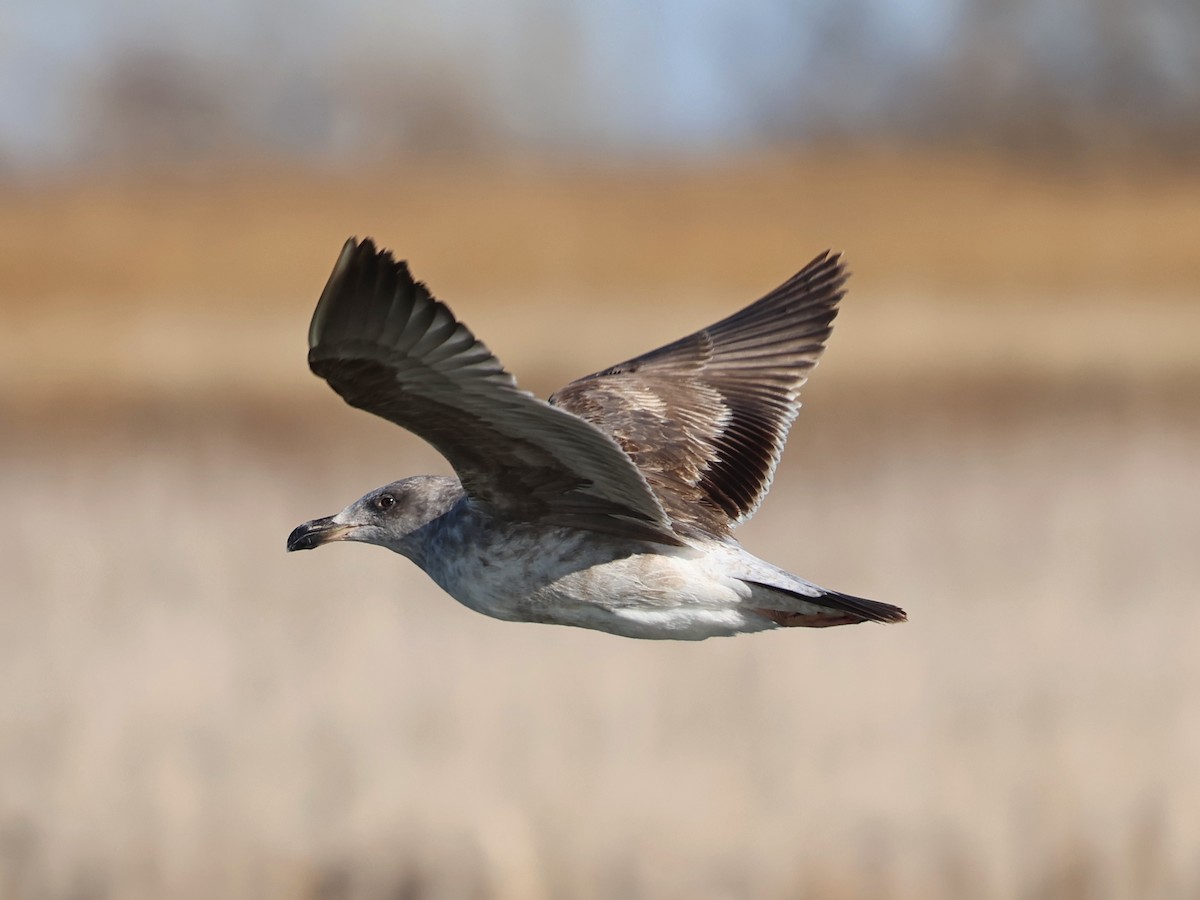 Yellow-footed Gull - ML614734266