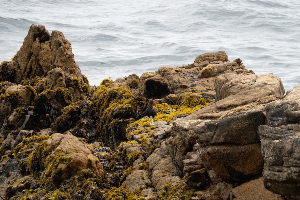 Blackish Oystercatcher - ML614734322