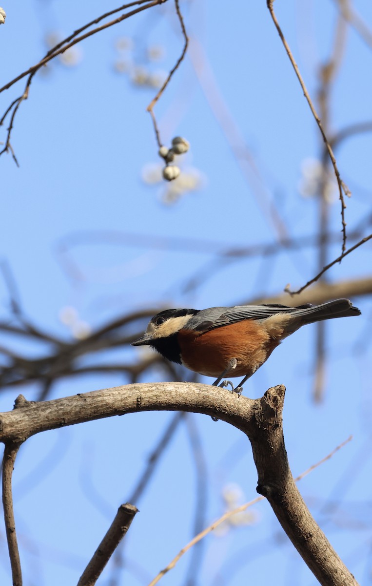 Varied Tit - ML614734337