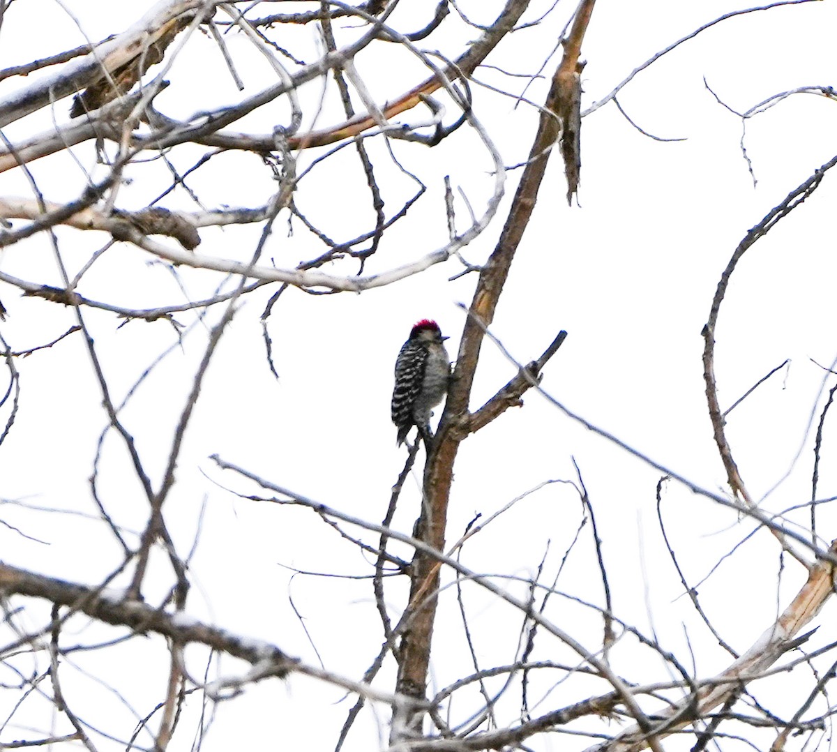 Ladder-backed Woodpecker - ML614734349