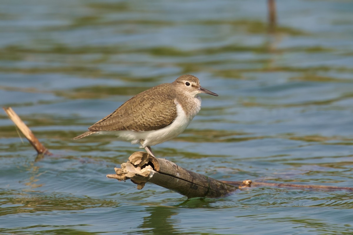 Common Sandpiper - ML614734354