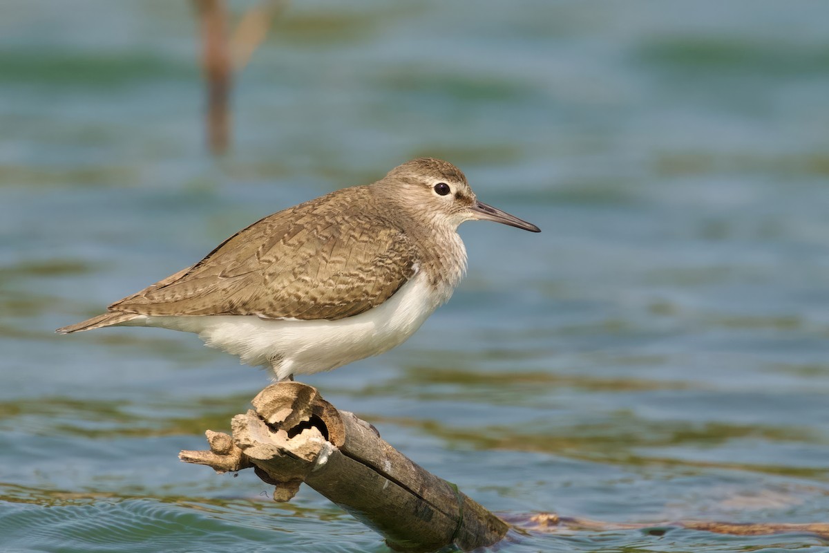 Common Sandpiper - ML614734356