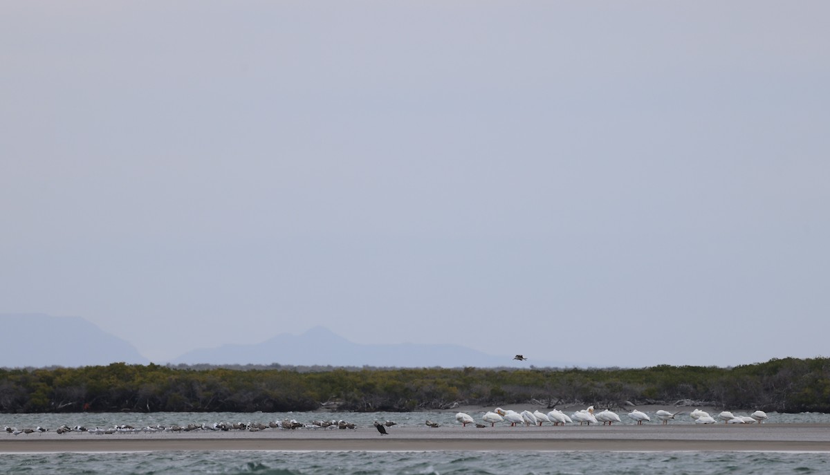 American White Pelican - ML614734372