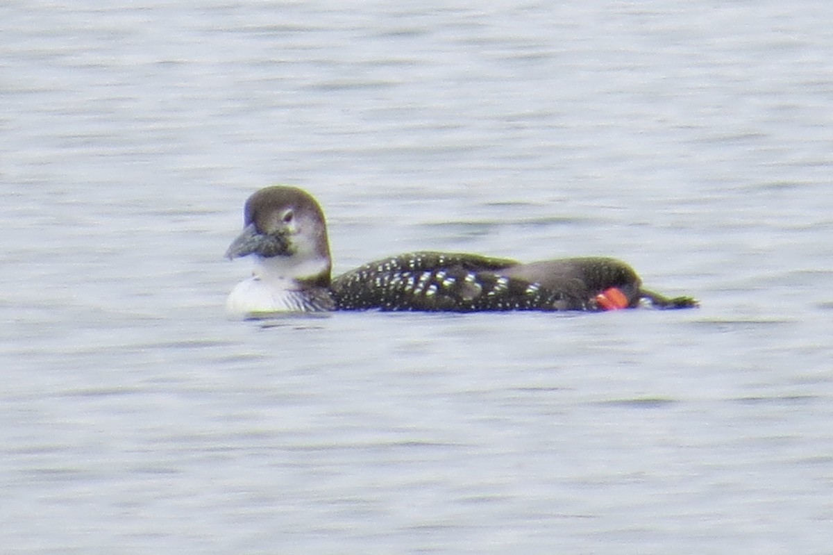 Common Loon - ML614734375