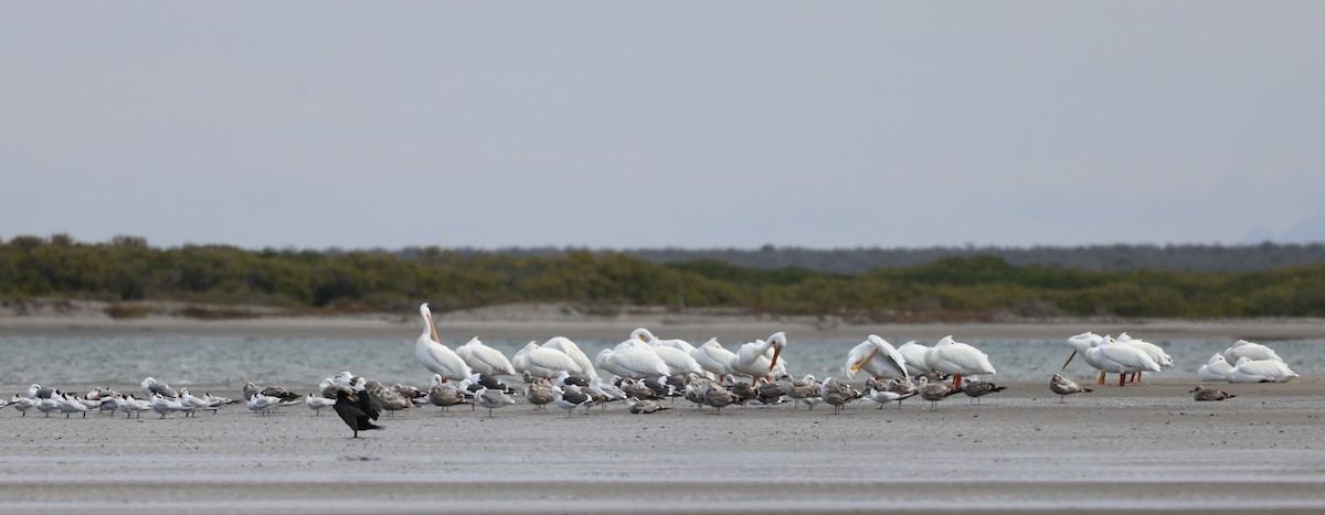 American White Pelican - ML614734376