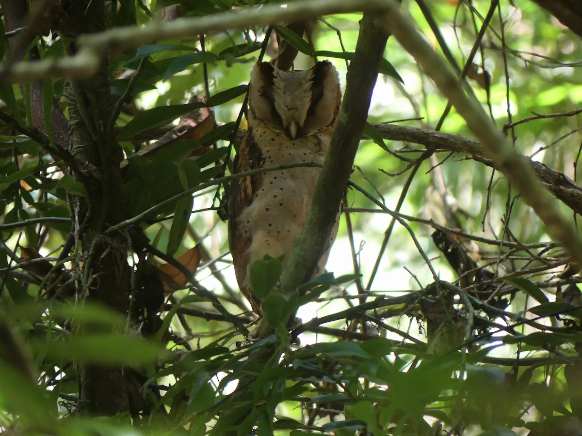 Sri Lanka Bay-Owl - ML614734382