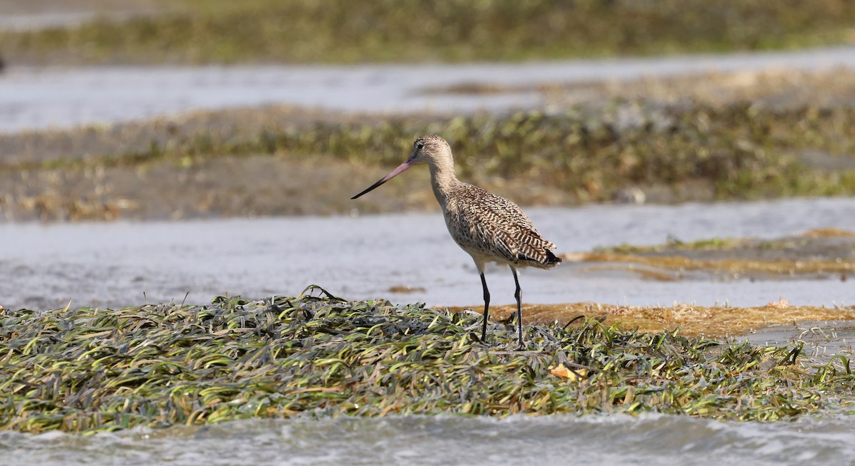 Marbled Godwit - ML614734395