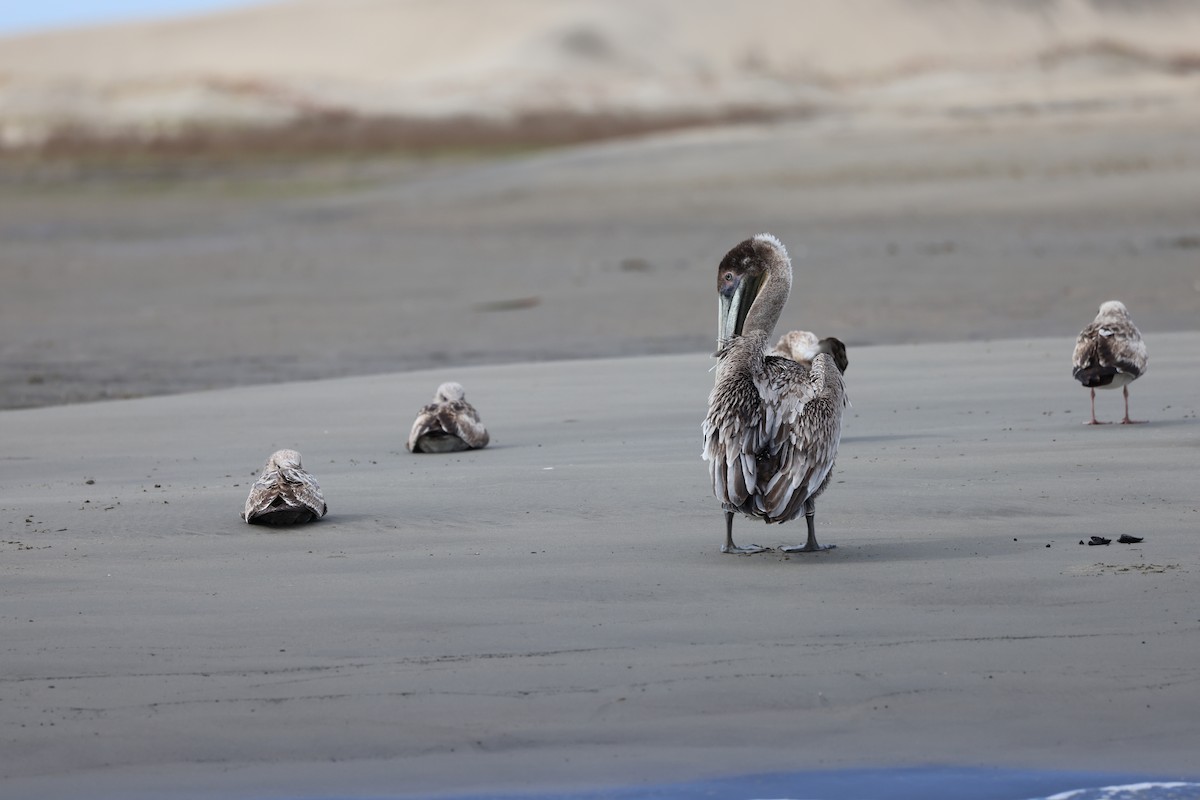 Brown Pelican - Vicky Sroczynski