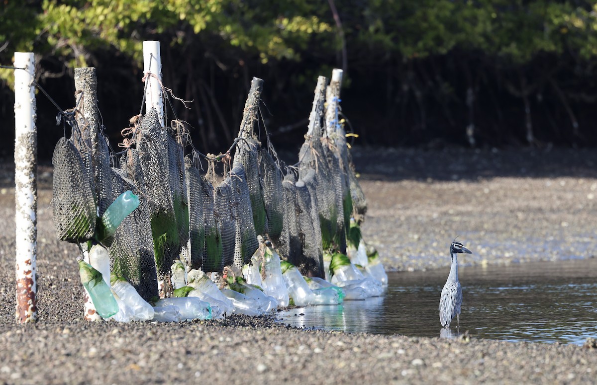 Yellow-crowned Night Heron - ML614734419