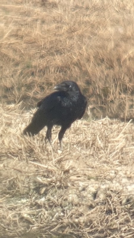 Carrion Crow - ML614734519