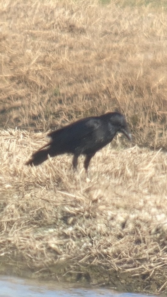 Carrion Crow - ML614734520