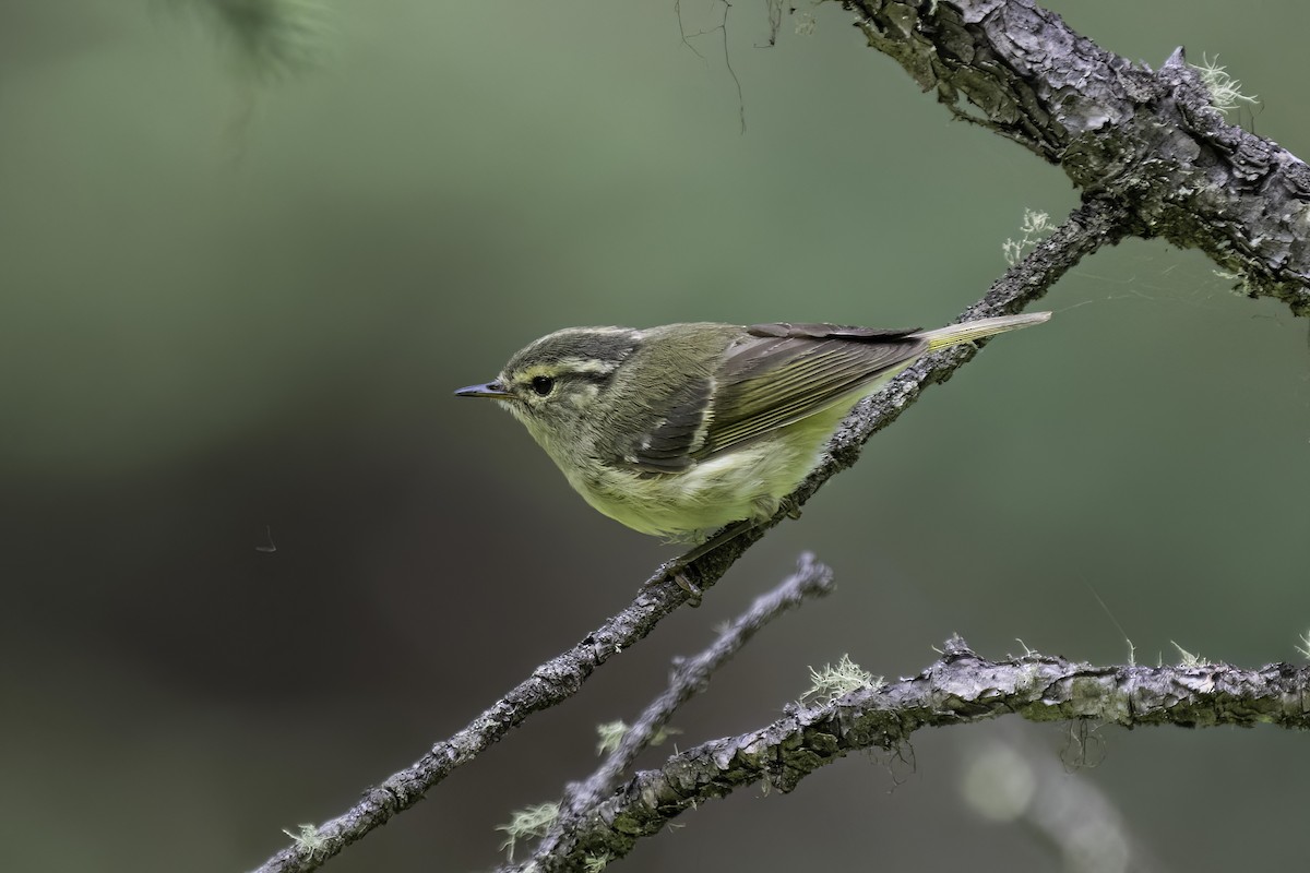 Sichuan Leaf Warbler - ML614734569