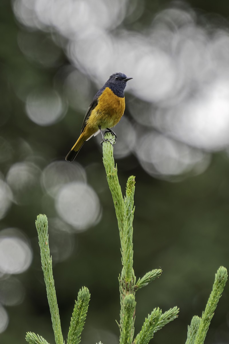 Blue-fronted Redstart - ML614734588