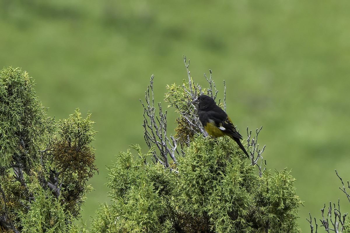 White-winged Grosbeak - ML614734593