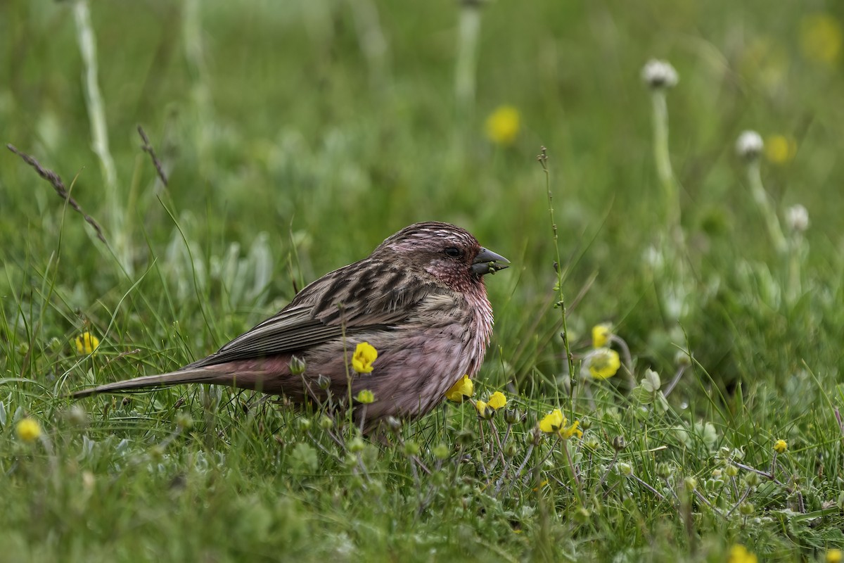 Himalayan Beautiful Rosefinch - ML614734600