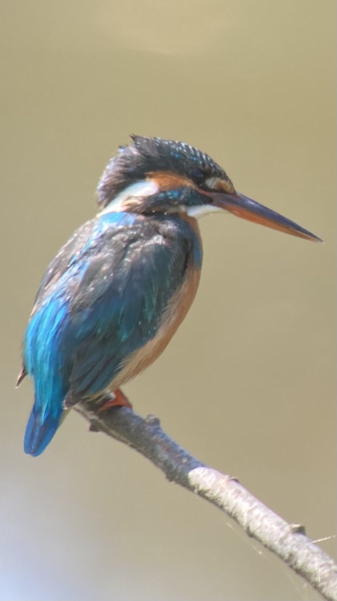 Common Kingfisher - Dylan Thomas