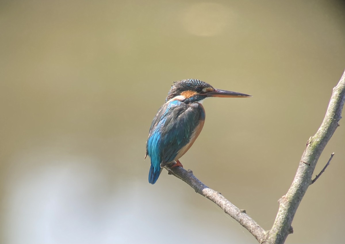 Martin-pêcheur d'Europe - ML614734635