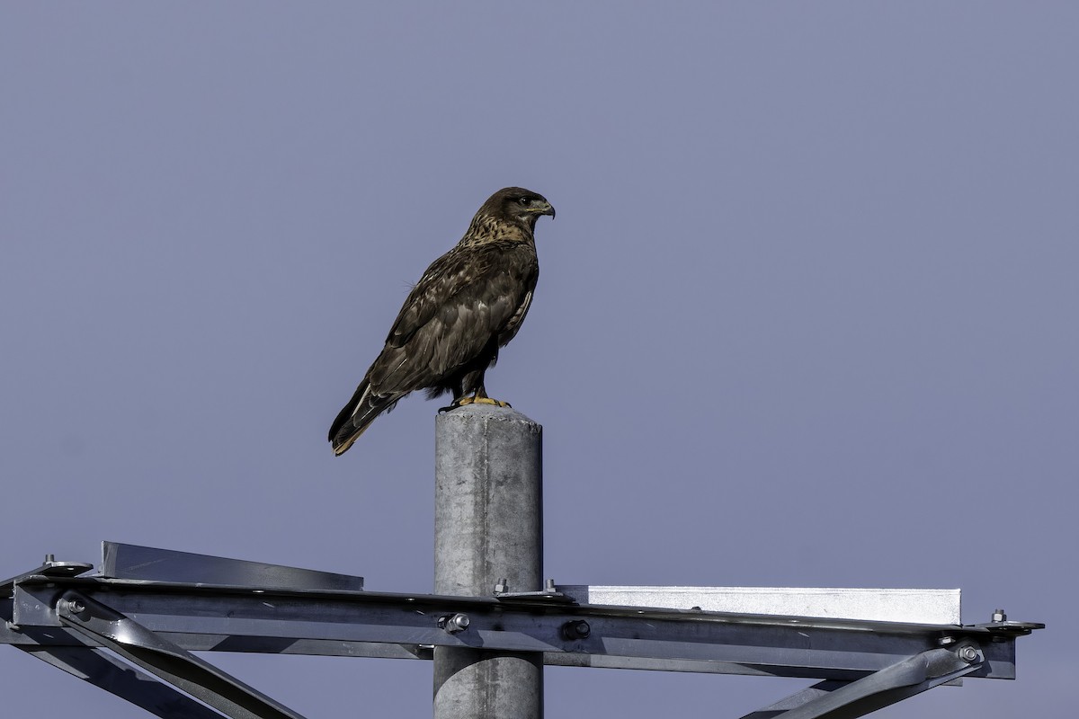 Upland Buzzard - ML614734655