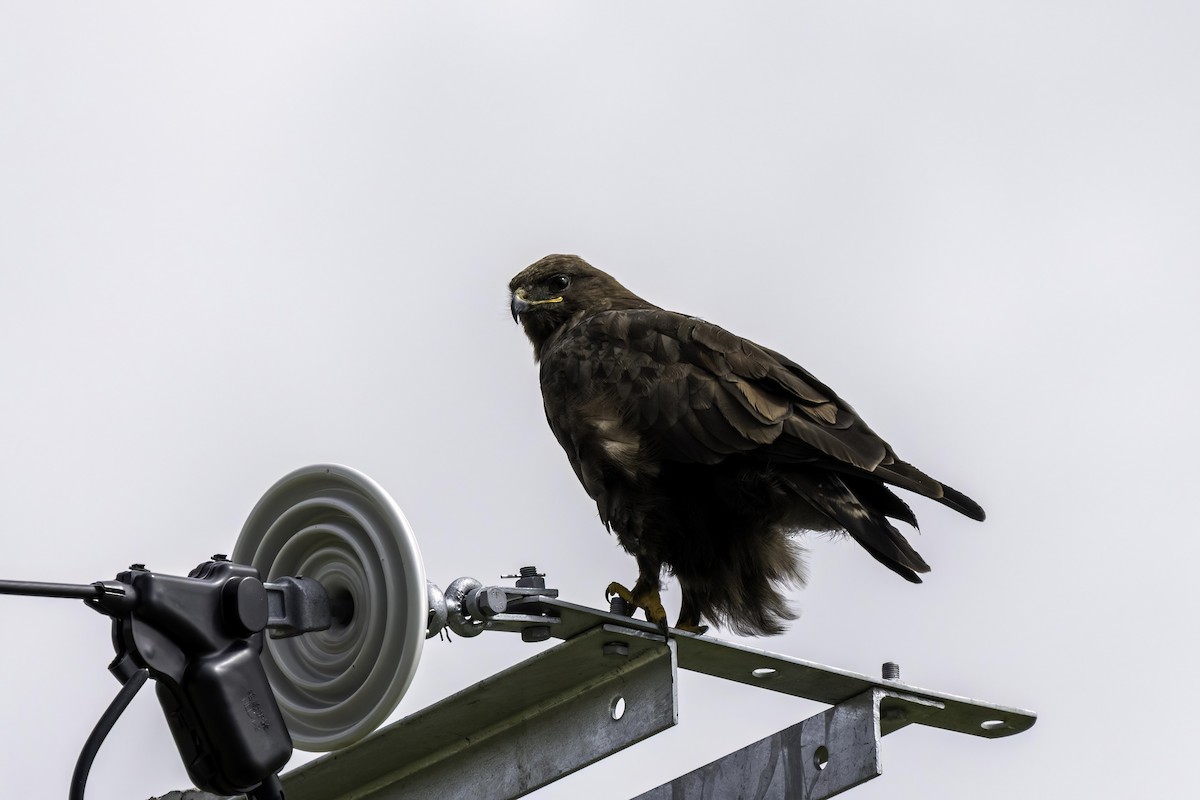 Upland Buzzard - Karl Hu