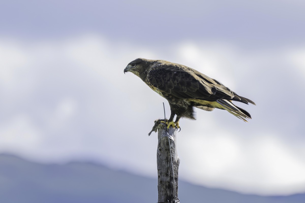 Upland Buzzard - Karl Hu