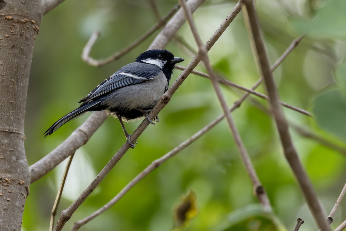 Cinereous Tit - ML614734703