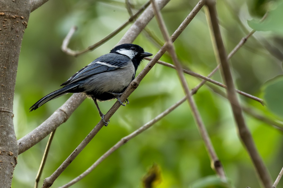 Cinereous Tit - Muangpai Suetrong