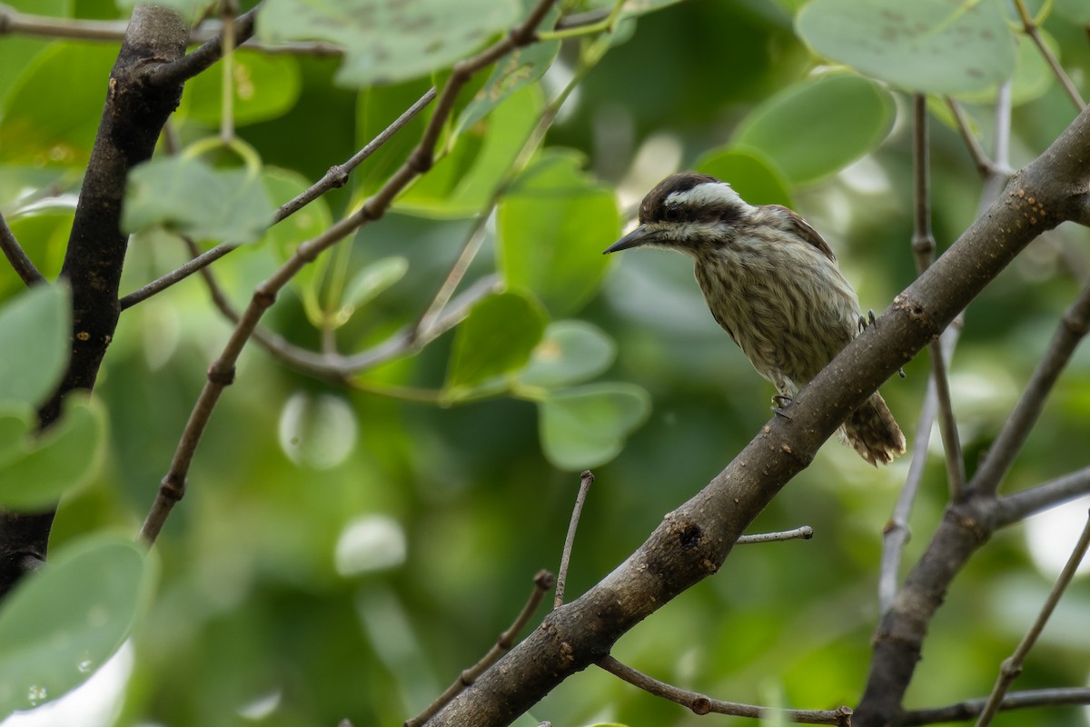 Sunda Pygmy Woodpecker - ML614734711