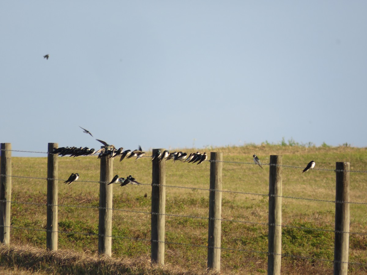 Tree Swallow - ML614734766