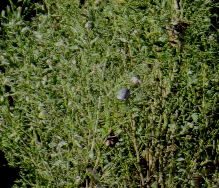 Blue-gray Gnatcatcher - ML614734797