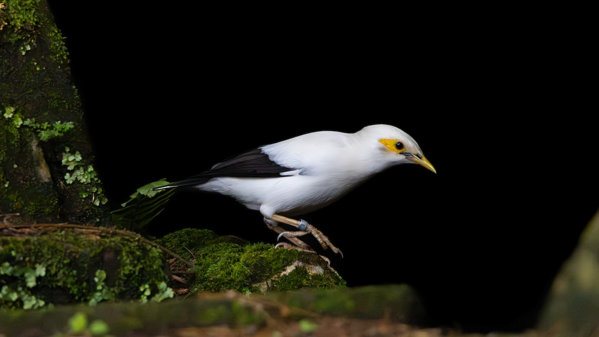 Black-winged Myna - ML614734813