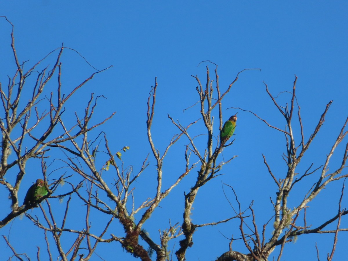 Brown-hooded Parrot - ML614734815