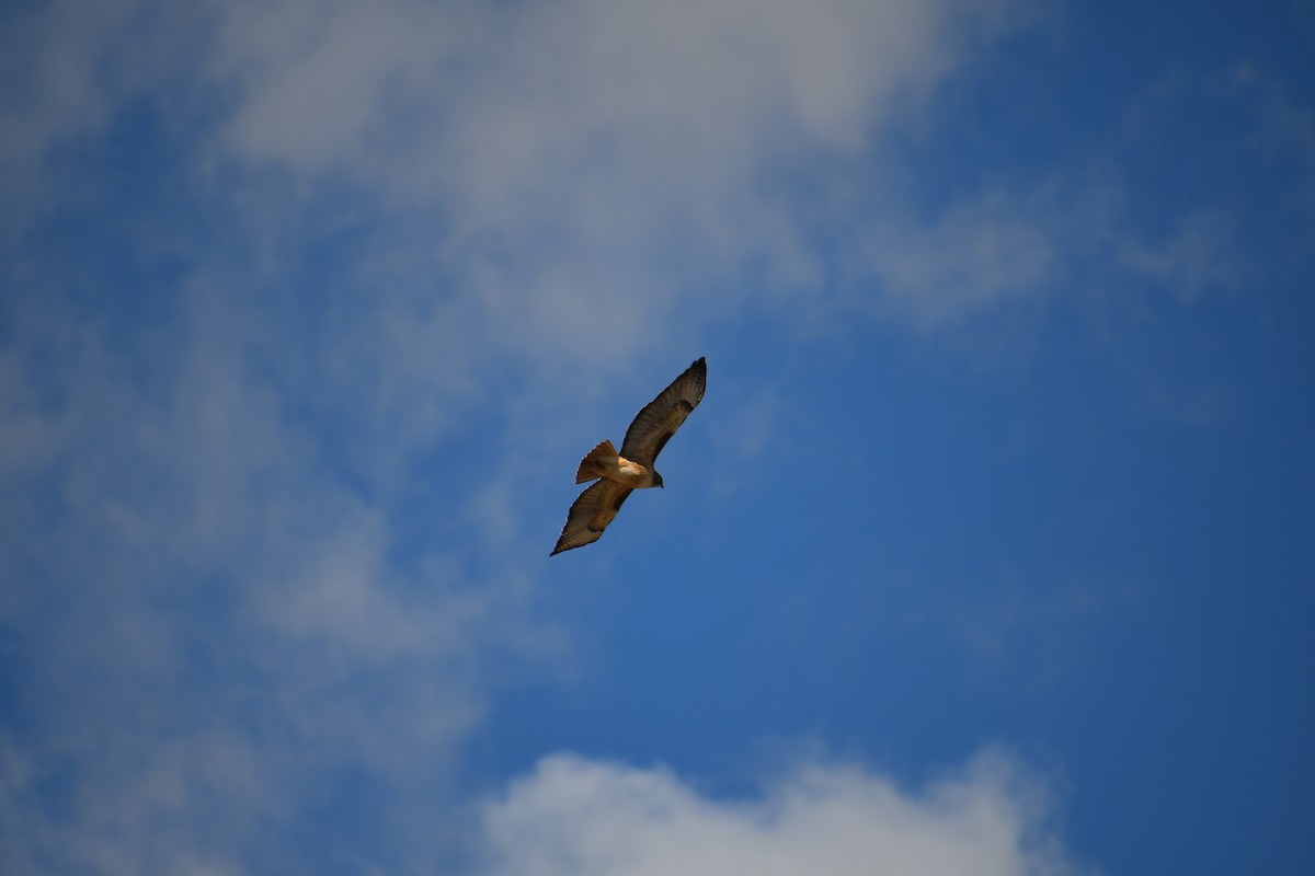 Red-tailed Hawk - ML614734846