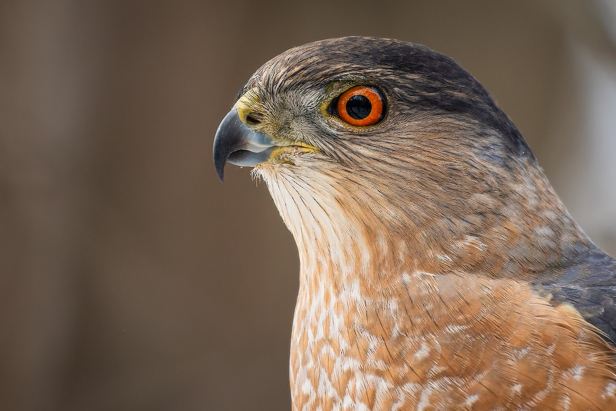 Cooper's Hawk - Lory Cantin