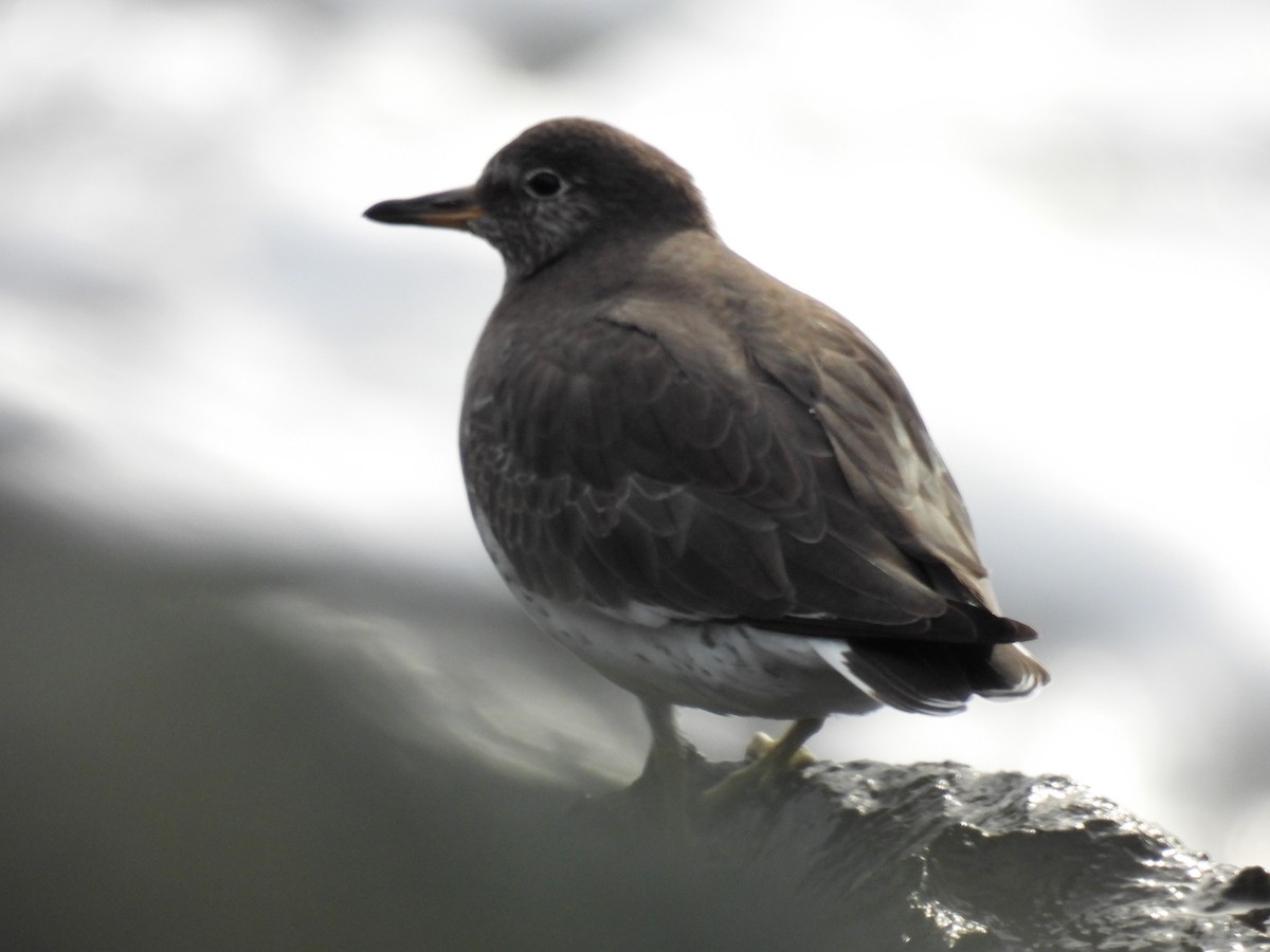 Surfbird - Tina Toth