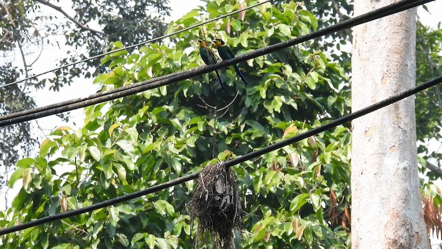 Long-tailed Broadbill - ML614734876