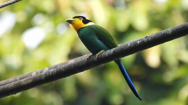 Long-tailed Broadbill - ML614734877