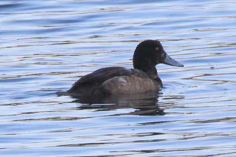 Greater Scaup - ML614734895