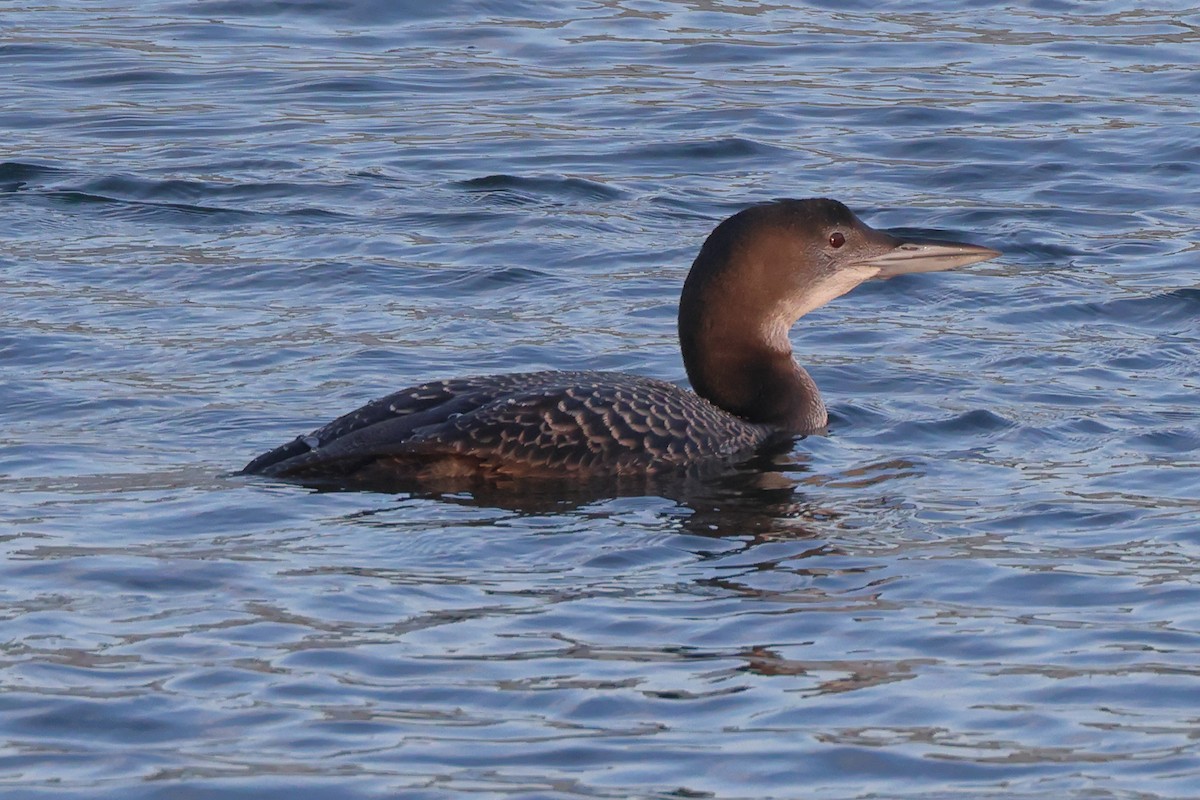 Common Loon - ML614734939